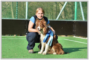 border collie speedy dream